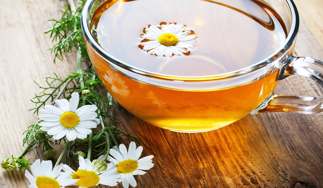 Thức uống từ hoa cúc trắng giúp chữa hoa mắt , chóng mặt hiệu quả